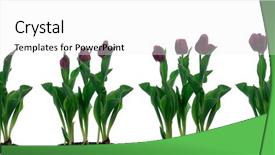  Presentation with tulip - Colorful PPT layouts enhanced with tulip time-lapse backdrop and a white colored foreground