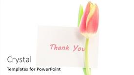  Presentation with tulip - 