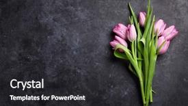  Presentation with tulip drops - Audience pleasing slide set consisting of fresh purple tulip flowers backdrop and a dark gray colored foreground