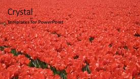  Presentation with field of dreams - Amazing presentation theme having tulips 24 - tulip field 24 backdrop and a  colored foreground
