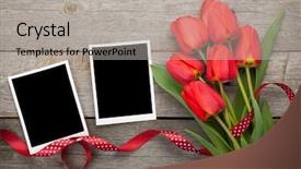  Presentation with photo tulips - Amazing PPT theme having tulips and blank photo frames backdrop and a light gray colored foreground
