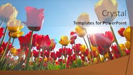  Presentation with sunny sky - Presentation featuring tulips-and-clear-sunny-sky background and a light blue colored foreground