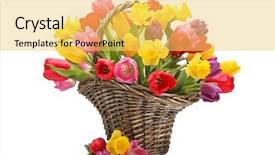  Presentation with brown tulips butterflies - Amazing PPT theme having tulips and daffodils in basket backdrop and a yellow colored foreground