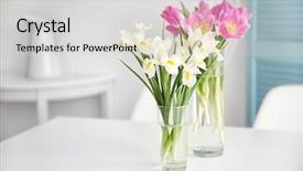  Presentation with brown tulips butterflies - Theme with tulips and irises on dinning background and a light gray colored foreground