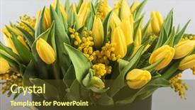  Presentation with tulips - Amazing PPT layouts having tulips and mimosa flower backdrop and a tawny brown colored foreground