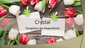  Presentation with photo tulips - Amazing PPT layouts having tulips and two photo frame backdrop and a soft green colored foreground