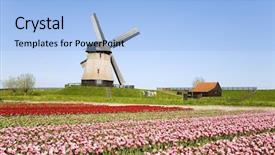  Presentation with windmill - Amazing PPT theme having tulips and windmill 5 backdrop and a light blue colored foreground