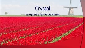  Presentation with windmill - Amazing slides having tulips and windmill backdrop and a sky blue colored foreground