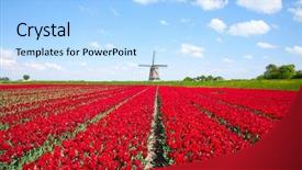  Presentation with texas windmill - Amazing PPT layouts having tulips and windmill backdrop and a light blue colored foreground
