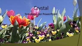  Presentation with festival - Audience pleasing theme consisting of tulips at canberra's floriade festival backdrop and a teal colored foreground