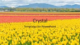  Presentation with tulips - Presentation theme enhanced with tulips at skagit washington state background and a gold colored foreground