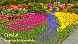 Presentation with tulips - PPT theme enhanced with tulips at skagit washington state background and a tawny brown colored foreground