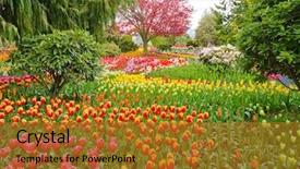  Presentation with washington state ferries - Cool new slides with tulips at skagit washington state backdrop and a gold colored foreground