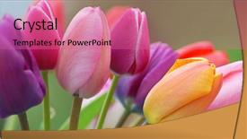  Presentation with tulip - Slides featuring tulips close up background and a coral colored foreground