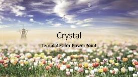  Presentation with field - Presentation enhanced with tulips field with a windmill background and a  colored foreground