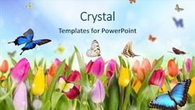  Presentation with butterflies - Presentation having tulips field with butterflies background and a sky blue colored foreground