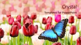  Presentation with tulips - Slides enhanced with tulips field with butterfly low background and a coral colored foreground