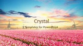  Presentation with dutch - Slide deck having tulips field with dutch windmill background and a cream colored foreground