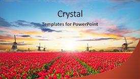  Presentation with windmill - Presentation design with tulips field with dutch windmill background and a light blue colored foreground