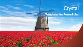  Presentation with windmill - Audience pleasing presentation design consisting of tulips field with dutch windmill backdrop and a teal colored foreground