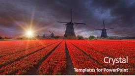  Presentation with carabao in rice field fliwing - PPT theme featuring tulips field with dutch windmill background and a tawny brown colored foreground