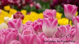  Presentation with colorful flower - Presentation design consisting of tulips-flower-blooming background and a coral colored foreground