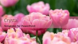  Presentation with colorful flower - PPT theme consisting of tulips-flower-blooming background and a coral colored foreground