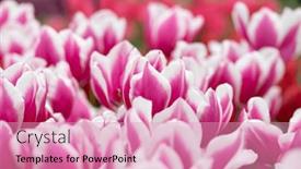  Presentation with colorful flower - Slide deck with tulips-flower-blooming background and a coral colored foreground
