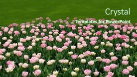  Presentation with colorful flower - Slides featuring tulips-flower-blooming background and a tawny brown colored foreground