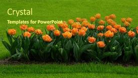  Presentation with colorful flower - 