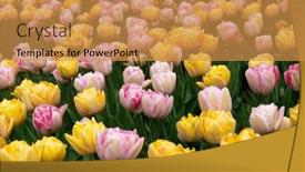  Presentation with colorful flower - PPT layouts having tulips-flower-blooming background and a gold colored foreground