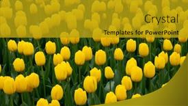  Presentation with colorful flower - Presentation theme with tulips-flower-blooming background and a gold colored foreground