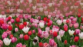  Presentation with colorful flower - Slides with tulips-flower-blooming background and a coral colored foreground