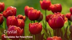  Presentation with colorful flower - Presentation featuring tulips-flower-blooming background and a tawny brown colored foreground