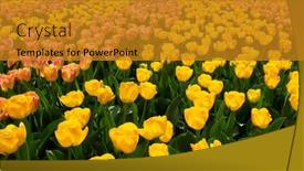  Presentation with colorful flower - Slide set consisting of tulips-flower-blooming background and a gold colored foreground