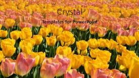  Presentation with colorful flower - PPT theme consisting of tulips-flower-blooming background and a gold colored foreground