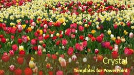  Presentation with colorful flower - Presentation design having tulips-flower-blooming background and a tawny brown colored foreground