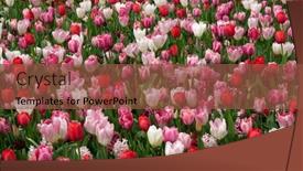  Presentation with colorful flower - Slide deck enhanced with tulips-flower-blooming background and a tawny brown colored foreground