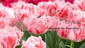  Presentation with colorful flower - 