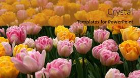  Presentation with colorful flower - 