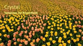  Presentation with colorful flower - 