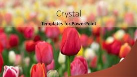  Presentation with colorful flower - 