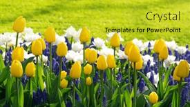  Presentation with colorful flower - 