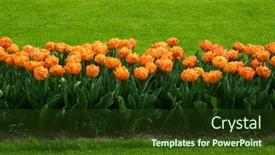  Presentation with colorful flower - 