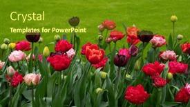  Presentation with colorful flower - 