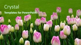  Presentation with colorful flower - 