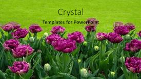  Presentation with colorful flower - 