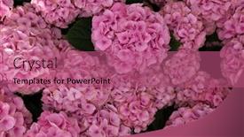  Presentation with colorful flower - 