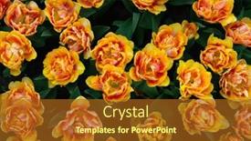  Presentation with colorful flower - 