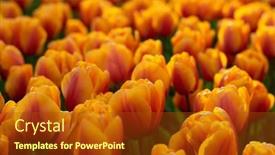  Presentation with colorful flower - 